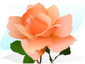 rose saumon