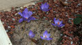 crocus speciosus aitchinsonii