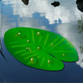 goutte