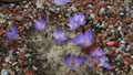 crocus speciosus conqueror