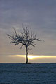 einzelner Baum mit Sonnenuntergang