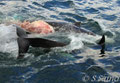 若いツチクジラが餌食に・・・