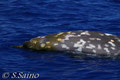 この海域で毎年観察されるコブハクジラ、定住の可能性も・・・