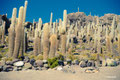 Isla del Pescatore - Salar de Uyuni