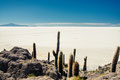 Isla del Pescatore - Salar de Uyuni