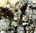 Pycnothelia papillaria Dufour - Rote Liste 1