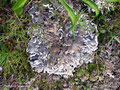 Peltigera rufescens (Weiss) Humb. - Rote Liste 3