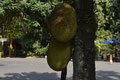 nangka of jackfruit