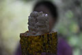 Cacao