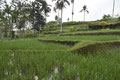 Rijstveld (Sawa)
