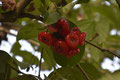 De djamboe semarang (Syzygium samarangense, Indonesisch: jambu semarang) of Java-appel is een plant uit de mirtefamilie (Myrtaceae).