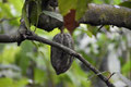 Cacao