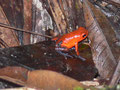 Roter Pfeilgiftfrosch (Costa Rica)