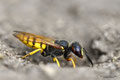 Bienenwolf (Philanthus triangulum)