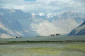 Nubra Valley - Ladakh
