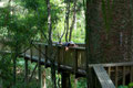 A canopee at a Kauri forest