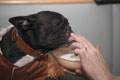 tierischer Gast 1 - Babette