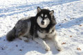 tierischer Gast 2 - Buddy