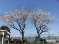 雀宮東小学校