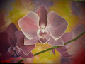 © Phalaenopsis    50x70cm  in Öl auf Leinwand   1.200€