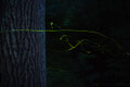 And on the other side of the tree ;-)