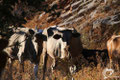 Cows on the path that leads to the cave. 