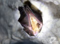 Possible Greater horseshoe bat (Photo: Giannis Gasteratos).