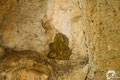 The common toad (Bufo bufo spinosus) seems to be a frequent visitor to the cave. 