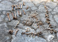 Lots of animal bones in the cave.