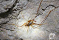 During a visit to the cave in 2017 and 2018 lots of cave crickets were spotted. 