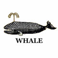 WHALE