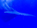 A013_20230723_OKI_20230723-P7230298