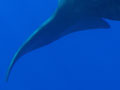 A033_20240906_OKI_20240906-P9060033-2