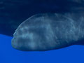 A033_20240906_OKI_20240906-P9060033-3