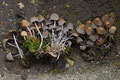 Psathyrella pygmaea / Zwerg Mürbling