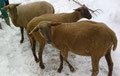 Beim vielen Schnee im Jahr 2009, die Schafe genossen ihn nicht wirklich