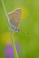 Lilagold-Feuerfalter (Lycaena hippothoe), Bayern 2009