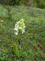 orchidée blanche