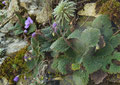 ramondia pyrénica (violette) saxifrage à longues feuilles( verte)