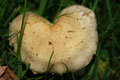 Mushroom heart!