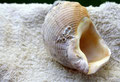 Macro seashell