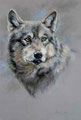 "Wolf" nach Original Vivien Walters,Pastell auf Velour,45x65cm,(c)D.Saul 2012