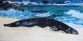 "Lazy Hawai´ian Monk Seal" Uart 400, 20x40cm, (C) D.Saul 2022