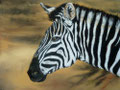 Grant-Zebra,Pastell 40x50cm,(c)D.Saul 2013; Ref.Foto: (c)M.Walti,Schweiz