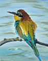 Farben der natur, Bienenfresser, Pastell  40x50,(c)D.Saul 2011