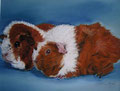 "Lilly und Nico"Rosettenmeerschweinchen,Pastell 24x32cm,(c)D.Saul privat 2011
