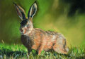 "Hase" Pastell 24x32cm, (c)D.Saul 2011, unverkäuflich