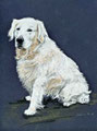 "Golden Retriever",Pastell 23x32,5cm,(c)D.Saul 2012