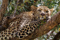 Fauler Leopard - Masai Mara/ Kenia 2013