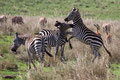 Zebras kämpfen übel - Masai Mara/ Kenia 2013